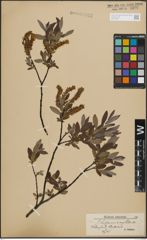 Foto von Salix lapponum L. x Salix myrtilloides L.